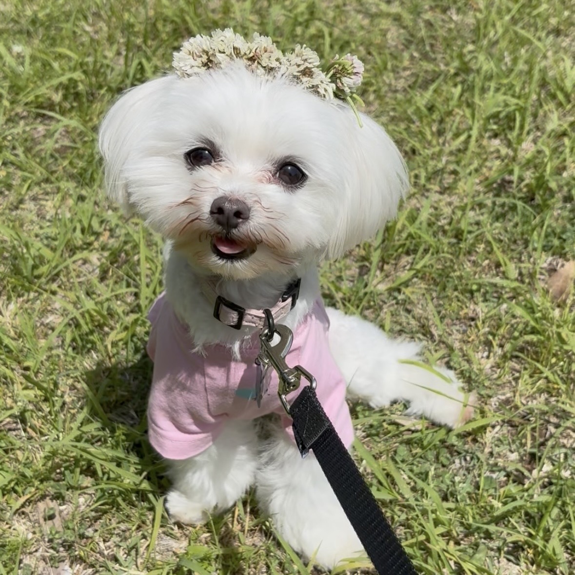 ☆卒業犬かずはちゃんの近況☆